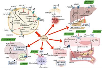 Role of purinergic signalling in obesity-associated end-organ damage: focus on the effects of natural plant extracts